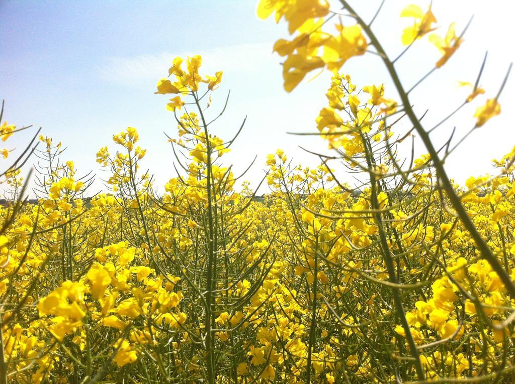 Ferienwohnungen Dargatz Lussvitz Esterno foto